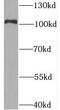 Bromodomain Containing 2 antibody, FNab00946, FineTest, Western Blot image 