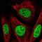 PBX Homeobox 2 antibody, NBP2-31853, Novus Biologicals, Immunofluorescence image 