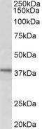 Chromosome 12 Open Reading Frame 29 antibody, LS-C155018, Lifespan Biosciences, Western Blot image 