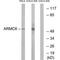 Armadillo Repeat Containing 6 antibody, PA5-49982, Invitrogen Antibodies, Western Blot image 