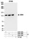 Ubiquitin Like Modifier Activating Enzyme 6 antibody, A304-109A, Bethyl Labs, Immunoprecipitation image 