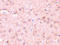 BECN1 antibody, ADI-905-721-100, Enzo Life Sciences, Immunohistochemistry paraffin image 