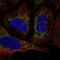 Ckbeta3 antibody, HPA077993, Atlas Antibodies, Immunofluorescence image 
