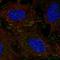 Docking Protein 5 antibody, HPA054460, Atlas Antibodies, Immunofluorescence image 