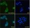 Disintegrin and metalloproteinase domain-containing protein 12 antibody, LS-B2756, Lifespan Biosciences, Immunofluorescence image 