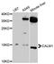 Calmodulin antibody, LS-C331329, Lifespan Biosciences, Western Blot image 