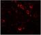 Cardiomyopathy Associated 5 antibody, NBP1-77117, Novus Biologicals, Immunocytochemistry image 