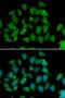 Flavin Containing Dimethylaniline Monoxygenase 1 antibody, LS-C346135, Lifespan Biosciences, Immunofluorescence image 