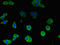 Cytochrome C Oxidase Assembly Factor COX19 antibody, LS-C395270, Lifespan Biosciences, Immunofluorescence image 