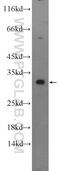 2,4-Dienoyl-CoA Reductase 2 antibody, 25855-1-AP, Proteintech Group, Western Blot image 