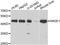 Nuclear receptor subfamily 2 group E member 1 antibody, A7455, ABclonal Technology, Western Blot image 