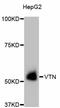 Vitronectin antibody, abx125407, Abbexa, Western Blot image 