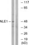 Notchless Homolog 1 antibody, LS-C120165, Lifespan Biosciences, Western Blot image 