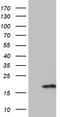 PRELI Domain Containing 2 antibody, TA810806, Origene, Western Blot image 