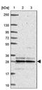 Mitochondrial Ribosomal Protein L16 antibody, PA5-62929, Invitrogen Antibodies, Western Blot image 