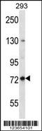 Paraplegin antibody, 56-453, ProSci, Western Blot image 