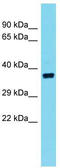 Protein Olr10 antibody, TA342709, Origene, Western Blot image 