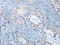cGMP-dependent protein kinase 2 antibody, CSB-PA962825, Cusabio, Immunohistochemistry paraffin image 