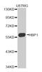 HMG-Box Transcription Factor 1 antibody, MBS129265, MyBioSource, Western Blot image 
