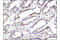 Recombination Signal Binding Protein For Immunoglobulin Kappa J Region antibody, 5313P, Cell Signaling Technology, Immunohistochemistry paraffin image 