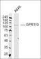 G-protein coupled receptor 110 antibody, orb157302, Biorbyt, Western Blot image 