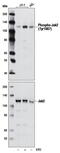 Janus Kinase 2 antibody, MBS6008461, MyBioSource, Western Blot image 