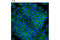 Solute Carrier Family 1 Member 5 antibody, 8057S, Cell Signaling Technology, Immunofluorescence image 