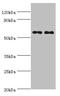 Negative elongation factor C/D antibody, orb353237, Biorbyt, Western Blot image 