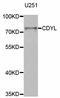 Chromodomain Y Like antibody, LS-C334594, Lifespan Biosciences, Western Blot image 