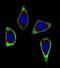 Ret Proto-Oncogene antibody, abx025230, Abbexa, Immunofluorescence image 