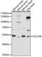 Solute carrier family 2, facilitated glucose transporter member 8 antibody, 16-641, ProSci, Western Blot image 