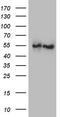 Angiopoietin Like 1 antibody, TA806289, Origene, Western Blot image 