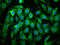 Protein THEMIS2 antibody, LS-C681542, Lifespan Biosciences, Immunofluorescence image 