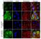 Cyclin E antibody, 720115, Invitrogen Antibodies, Immunofluorescence image 
