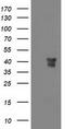 RNA-binding protein Musashi homolog 1 antibody, TA502198S, Origene, Western Blot image 