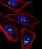Chromosome 11 Open Reading Frame 16 antibody, orb1154, Biorbyt, Immunofluorescence image 