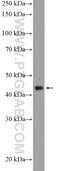 Microtubule Associated Protein 9 antibody, 26078-1-AP, Proteintech Group, Western Blot image 