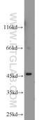 Alcohol Dehydrogenase Iron Containing 1 antibody, 14674-1-AP, Proteintech Group, Western Blot image 