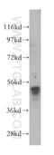 Probable D-lactate dehydrogenase, mitochondrial antibody, 14398-1-AP, Proteintech Group, Western Blot image 