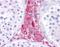 Beta-Secretase 1 antibody, NBP1-62416, Novus Biologicals, Immunohistochemistry frozen image 
