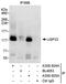 Ubiquitin Specific Peptidase 33 antibody, A300-924A, Bethyl Labs, Immunoprecipitation image 