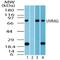 UV Radiation Resistance Associated antibody, NBP2-24482, Novus Biologicals, Western Blot image 