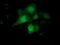 COBW Domain Containing 1 antibody, MA5-25233, Invitrogen Antibodies, Immunocytochemistry image 