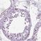 Polo Like Kinase 4 antibody, HPA043198, Atlas Antibodies, Immunohistochemistry frozen image 
