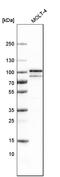B-Raf Proto-Oncogene, Serine/Threonine Kinase antibody, AMAb91258, Atlas Antibodies, Western Blot image 