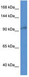 Zinc Finger CCCH-Type Containing 3 antibody, TA333462, Origene, Western Blot image 