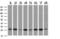Nipsnap Homolog 2 antibody, NBP2-45730, Novus Biologicals, Western Blot image 