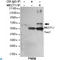 CREB Regulated Transcription Coactivator 1 antibody, LS-C813049, Lifespan Biosciences, Immunoprecipitation image 