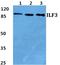 Interleukin Enhancer Binding Factor 3 antibody, PA5-36996, Invitrogen Antibodies, Western Blot image 