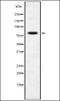 Histone Deacetylase 9 antibody, orb378099, Biorbyt, Western Blot image 